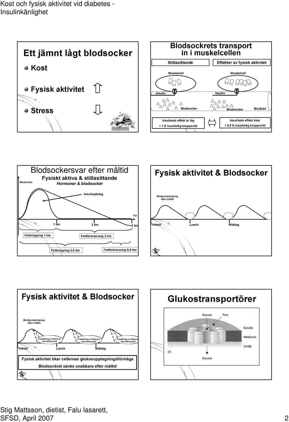 Frukost Lunch Middag Fettinlagring 1 tim Fettförbränning 2 tim Fettinlagring 2,5 tim Fettförbränning 0,5 tim Fysisk aktivitet & Glukostransportörer höjning efter måltid Frisättning av fettsyror från