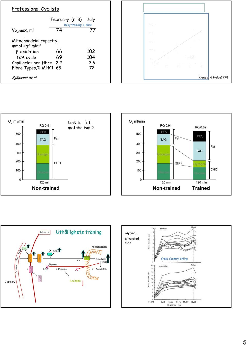 Daily training; 3-6hrs Fatty Acid oxidation (µmol min -1 kg -1 ) CPT/ HAD (µmol g -1 min -1 ) Kiens and Helge1998 O 2 ml/min 5 4 3 RQ.91 Fat Link to fat metabolism?