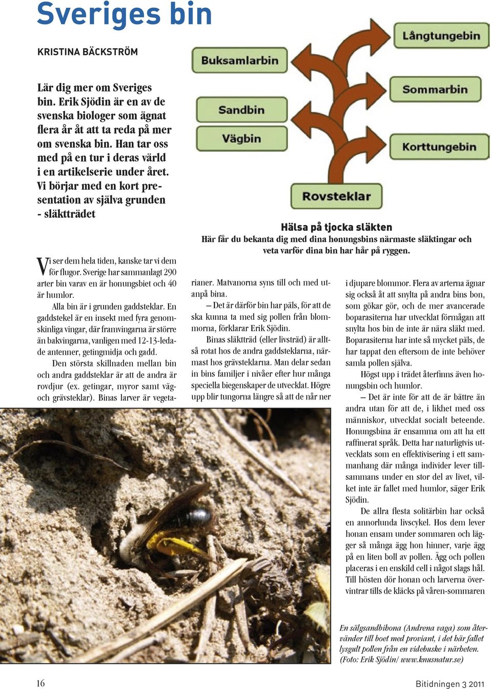 Vi börjar med en kort presentation av själva grunden - släktträdet Hälsa på tjocka släkten Här får du bekanta dig med dina honungsbins närmaste släktingar och veta varför dina bin har hår på ryggen.