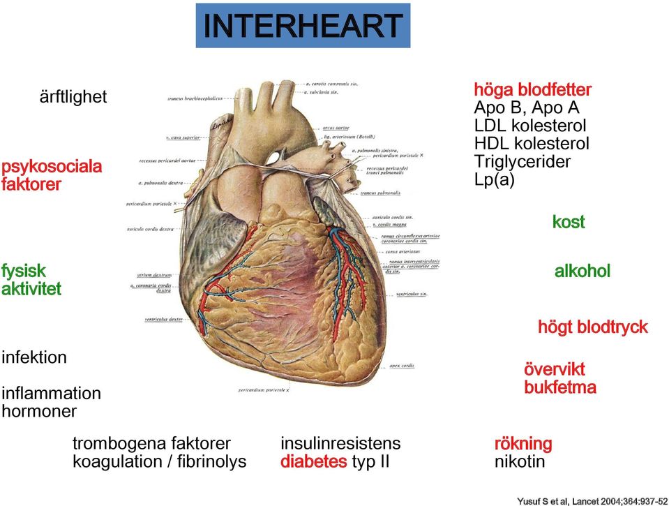 hormoner trombogena faktorer koagulation / fibrinolys insulinresistens diabetes typ II