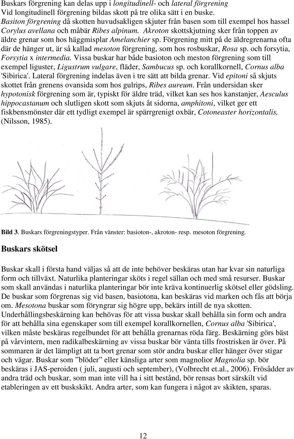 Akroton skottskjutning sker från toppen av äldre grenar som hos häggmisplar Amelanchier sp.