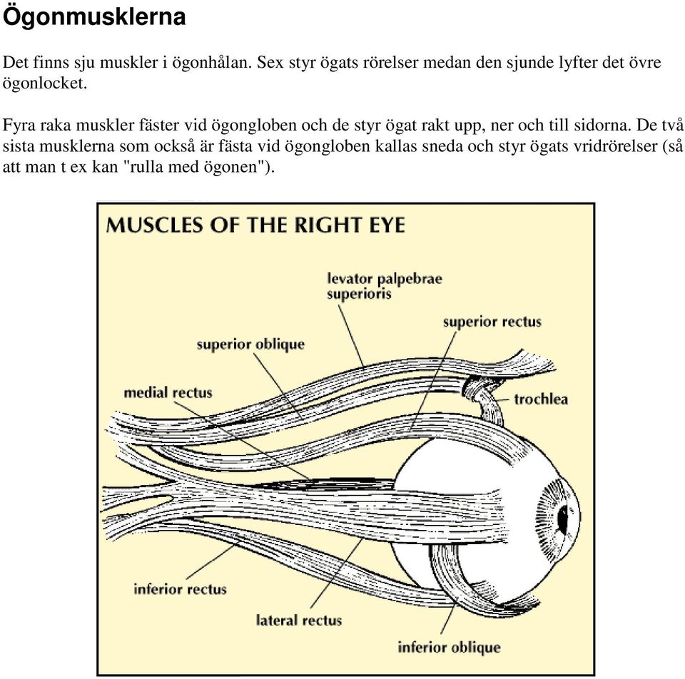 Fyra raka muskler fäster vid ögongloben och de styr ögat rakt upp, ner och till