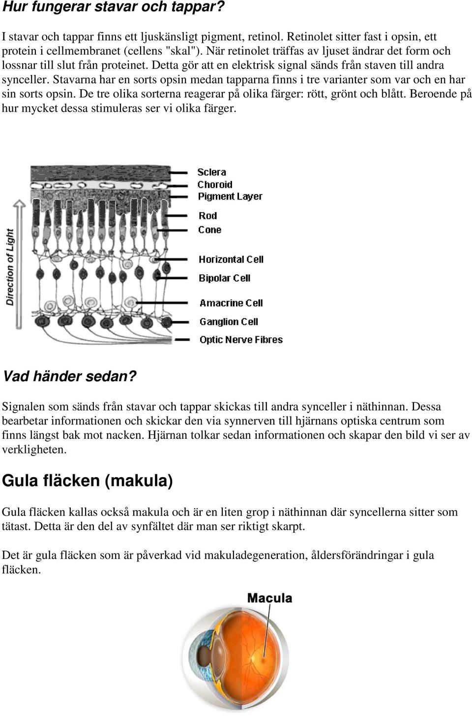 Stavarna har en sorts opsin medan tapparna finns i tre varianter som var och en har sin sorts opsin. De tre olika sorterna reagerar på olika färger: rött, grönt och blått.