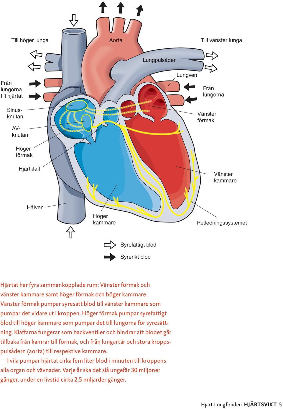 Vänster förmak pumpar syresatt blod till vänster kammare som pumpar det vidare ut i kroppen. Höger förmak pumpar syrefattigt blod till höger kammare som pumpar det till lungorna för syresättning.