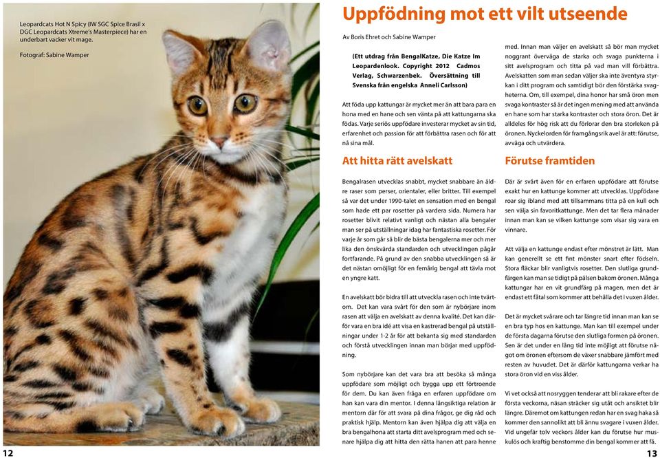 Innan man väljer en avelskatt så bör man mycket (Ett utdrag från BengalKatze, Die Katze Im noggrant överväga de starka och svaga punkterna i Leopardenlook.