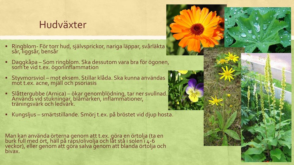 Används vid stukningar, blåmärken, inflammationer, träningsvärk och ledvärk. Kungsljus smärtstillande. Smörj t.ex. på bröstet vid djup hosta.