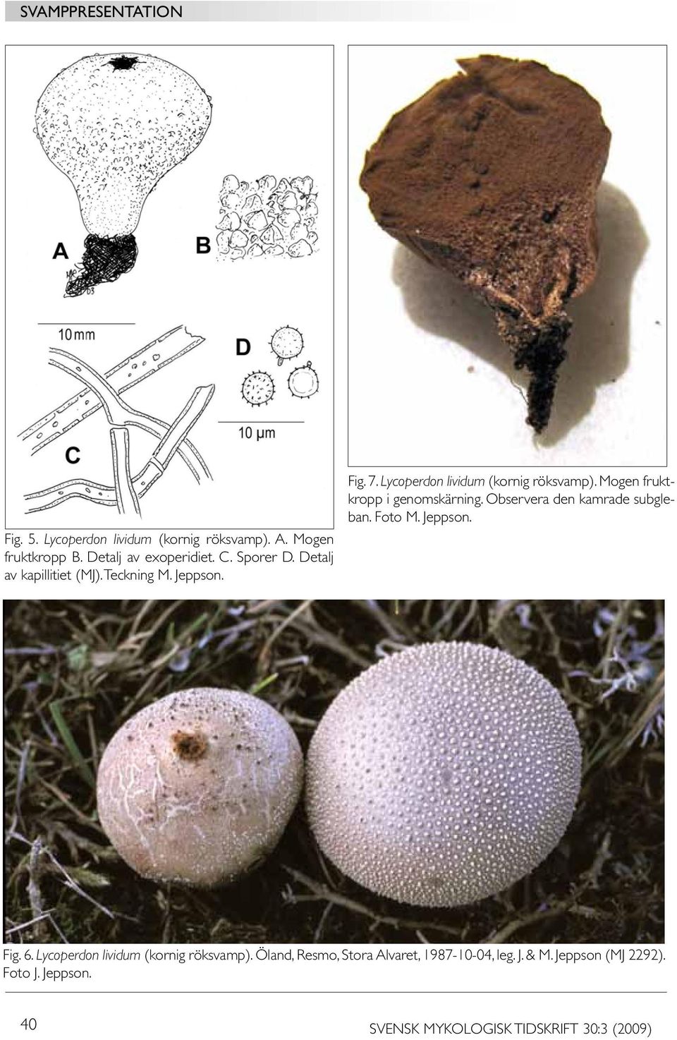 Mogen fruktkropp i genomskärning. Observera den kamrade subgleban. Foto M. Jeppson. Fig. 6.