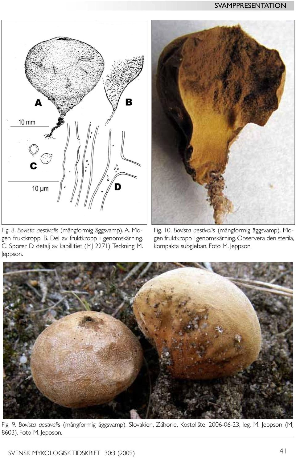 Mogen fruktkropp i genomskärning. Observera den sterila, kompakta subgleban. Foto M. Jeppson. Fig. 9.