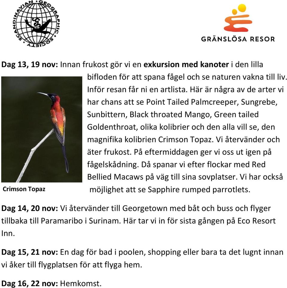 kolibrien Crimson Topaz. Vi återvänder och äter frukost. På eftermiddagen ger vi oss ut igen på fågelskådning. Då spanar vi efter flockar med Red Bellied Macaws på väg till sina sovplatser.