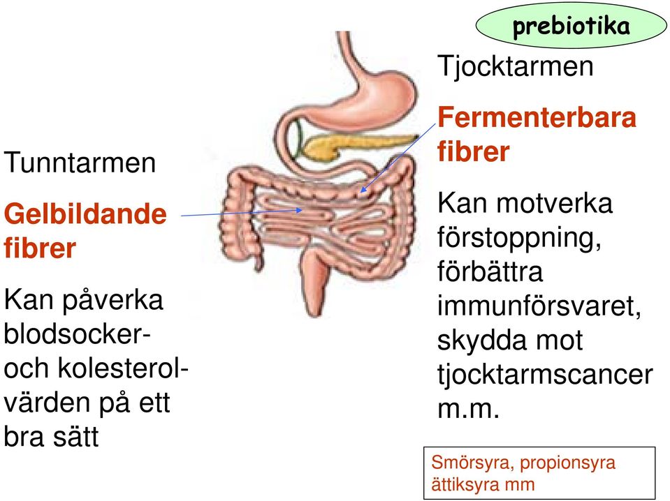 Fermenterbara fibrer Kan motverka förstoppning, förbättra