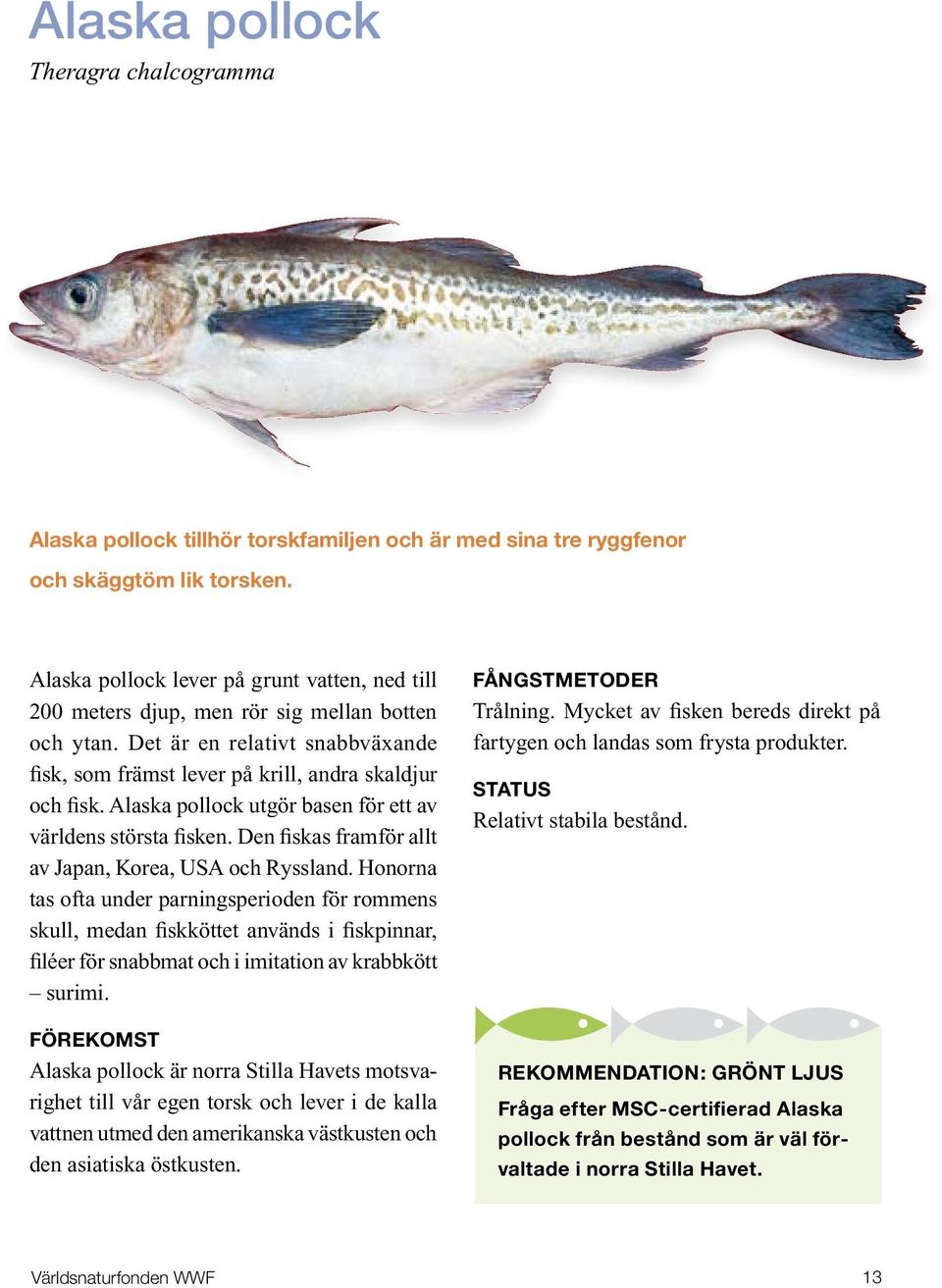 Alaska pollock utgör basen för ett av världens största fisken. Den fiskas framför allt av Japan, Korea, USA och Ryssland.