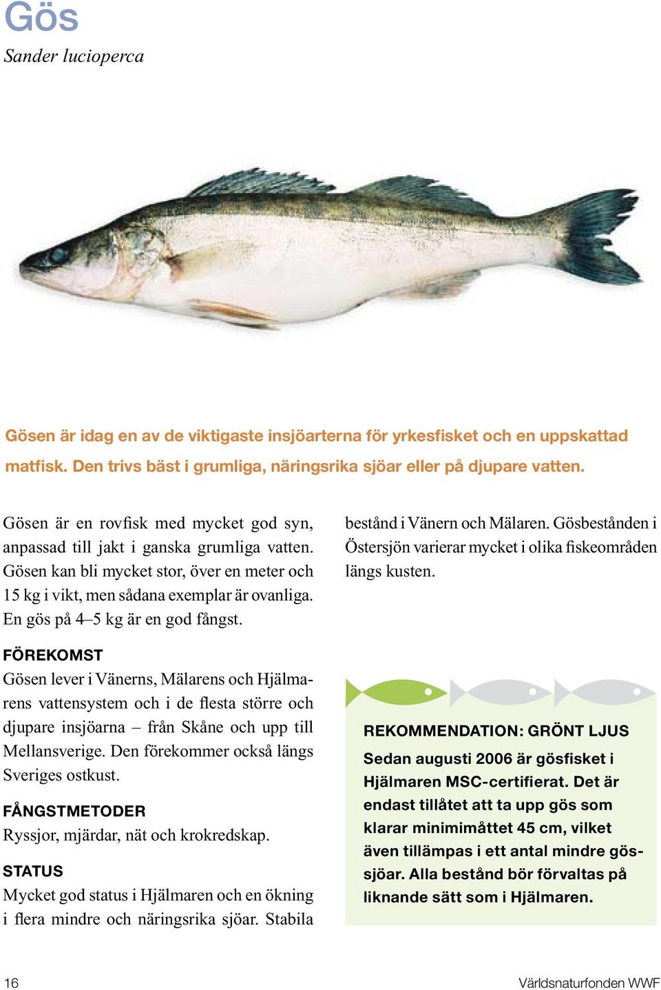 En gös på 4 5 kg är en god fångst. Gösen lever i Vänerns, Mälarens och Hjälmarens vattensystem och i de flesta större och djupare insjöarna från Skåne och upp till Mellansverige.