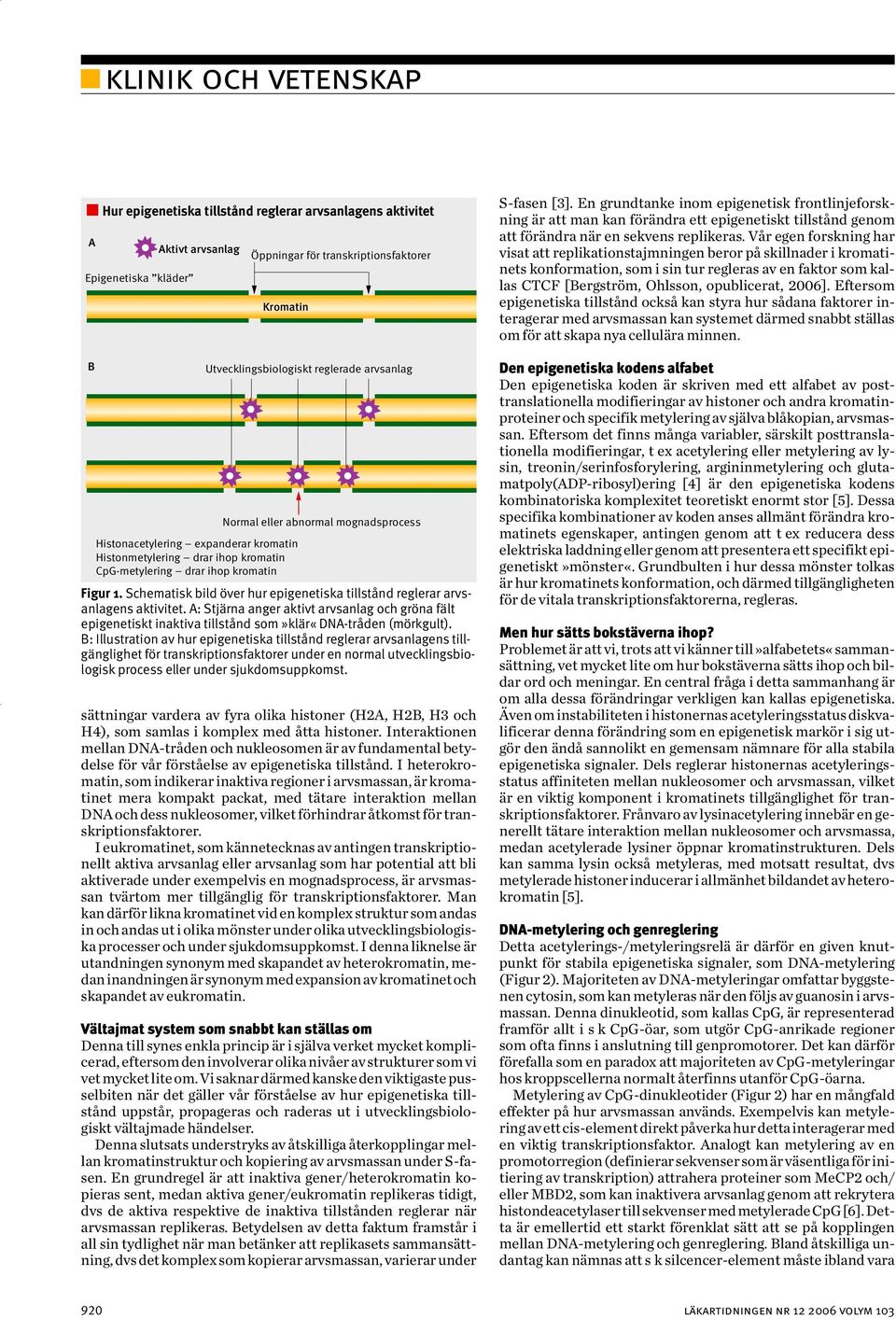 Schematisk bild över hur epigenetiska tillstånd reglerar arvsanlagens aktivitet. A: Stjärna anger aktivt arvsanlag och gröna fält epigenetiskt inaktiva tillstånd som»klär«dna-tråden (mörkgult).