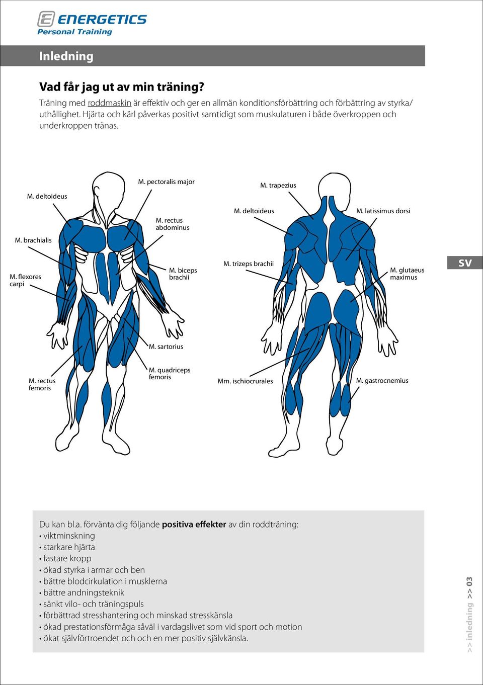 brachialis M. flexores carpi M. biceps brachii M. trizeps brachii M. glutaeus maximus M. sartorius M. rectus femoris M. quadriceps femoris Mm. ischiocrurales M. gastrocnemius Du kan bl.a. förvänta