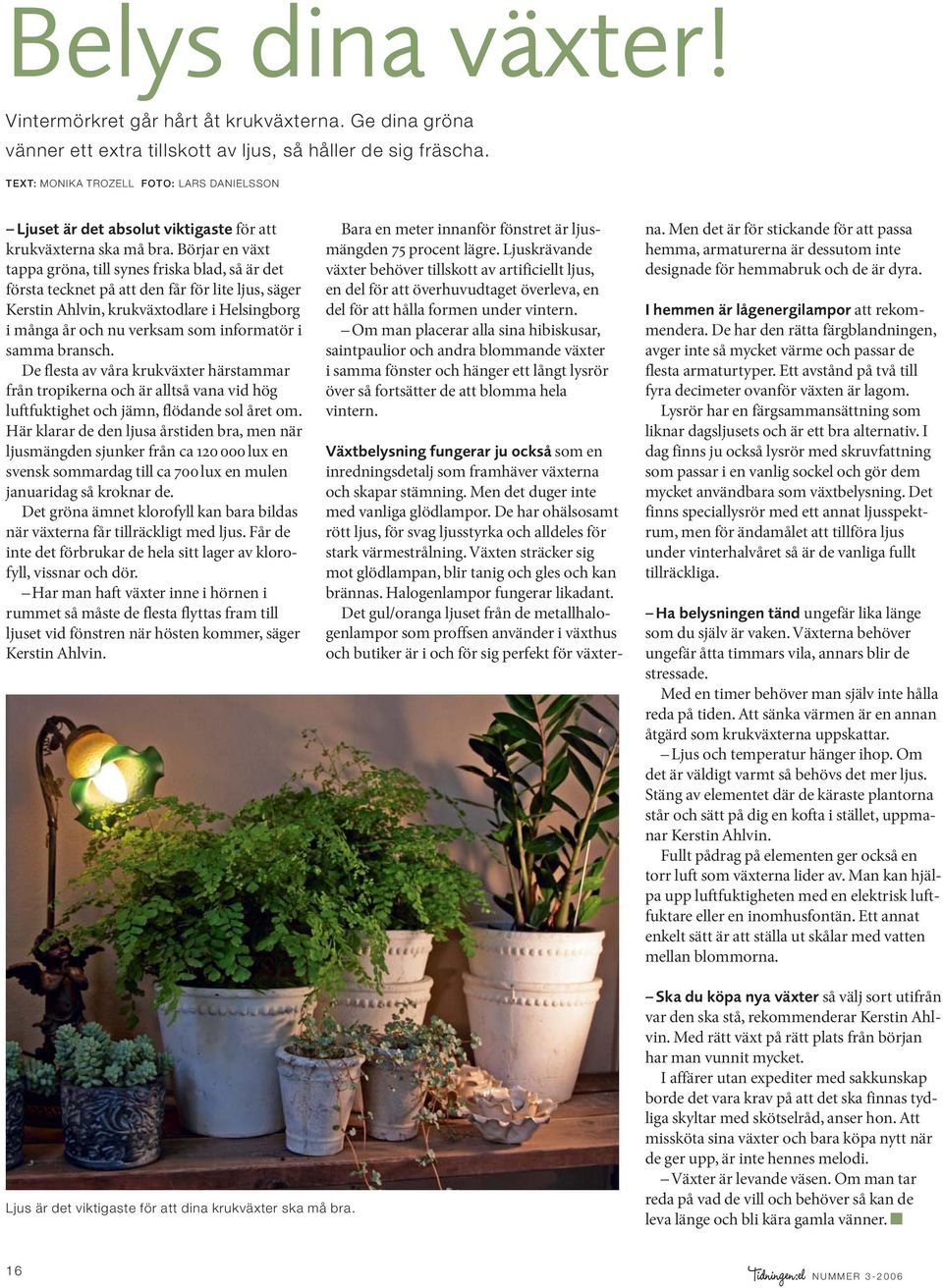 Börjar en växt tappa gröna, till synes friska blad, så är det första tecknet på att den får för lite ljus, säger Kerstin Ahlvin, krukväxtodlare i Helsingborg i många år och nu verksam som informatör