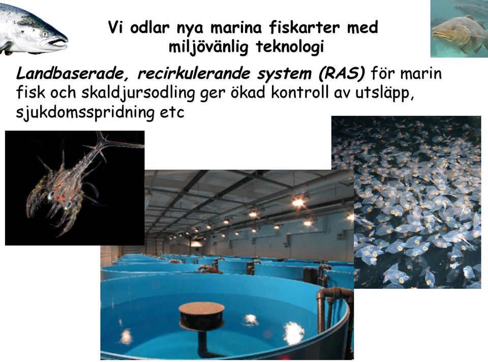 (RAS) för marin fisk och skaldjursodling ger