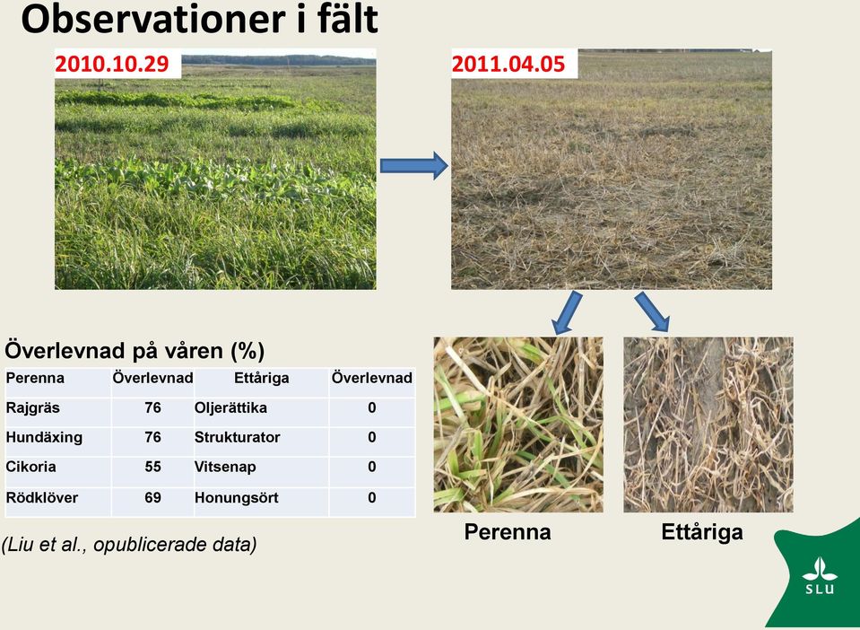 Överlevnad Rajgräs 76 Oljerättika 0 Hundäxing 76 Strukturator 0