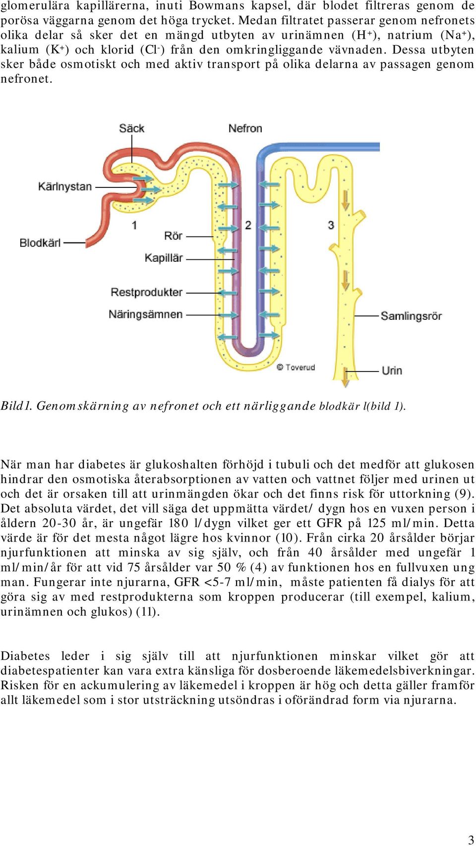 Dessa utbyten sker både osmotiskt och med aktiv transport på olika delarna av passagen genom nefronet. Bild1. Genomskärning av nefronet och ett närliggande blodkär l(bild 1).