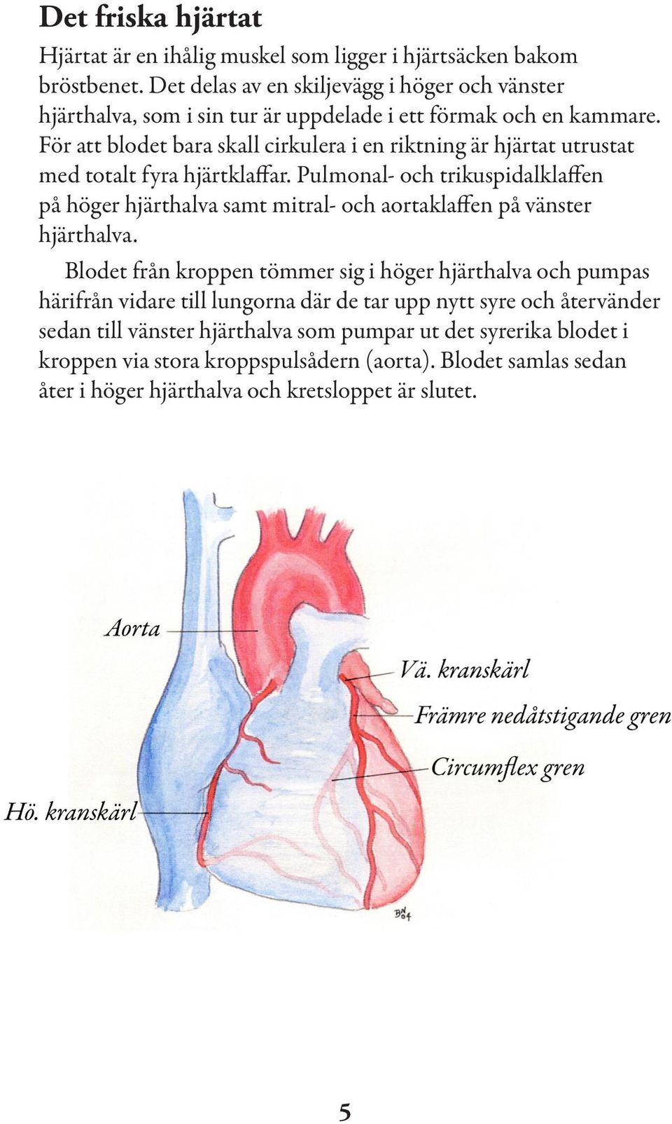 För att blodet bara skall cirkulera i en riktning är hjärtat utrustat med totalt fyra hjärtklaffar.