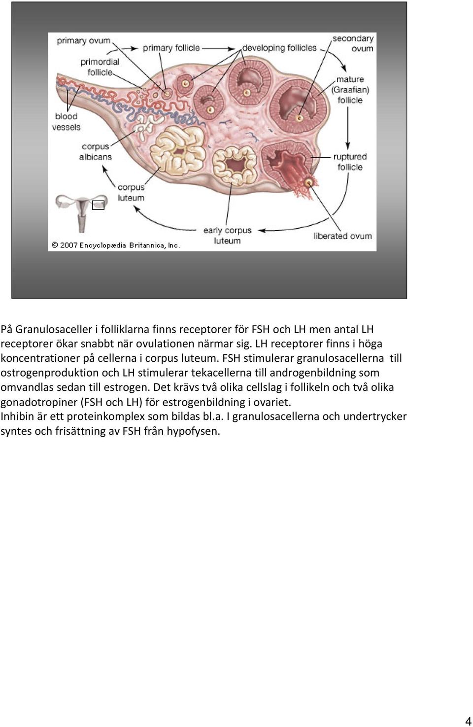 FSH stimulerar granulosacellerna till ostrogenproduktion och LH stimulerar tekacellerna till androgenbildning som omvandlas sedan till estrogen.