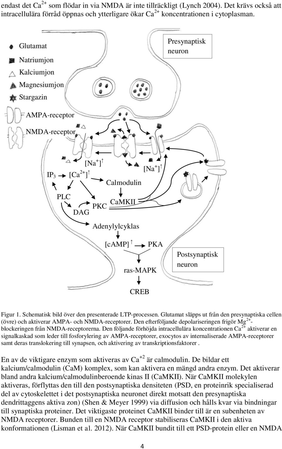 Postsynaptisk neuron CREB Figur 1. Schematisk bild över den presenterade LTP-processen. Glutamat släpps ut från den presynaptiska cellen (övre) och aktiverar AMPA- och NMDA-receptorer.