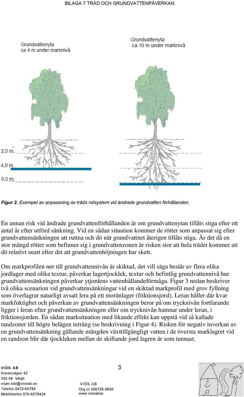 Vid en sådan situation kommer de rötter som anpassat sig efter grundvattensänkningen att ruttna och dö när grundvattnet återigen tillåts stiga.