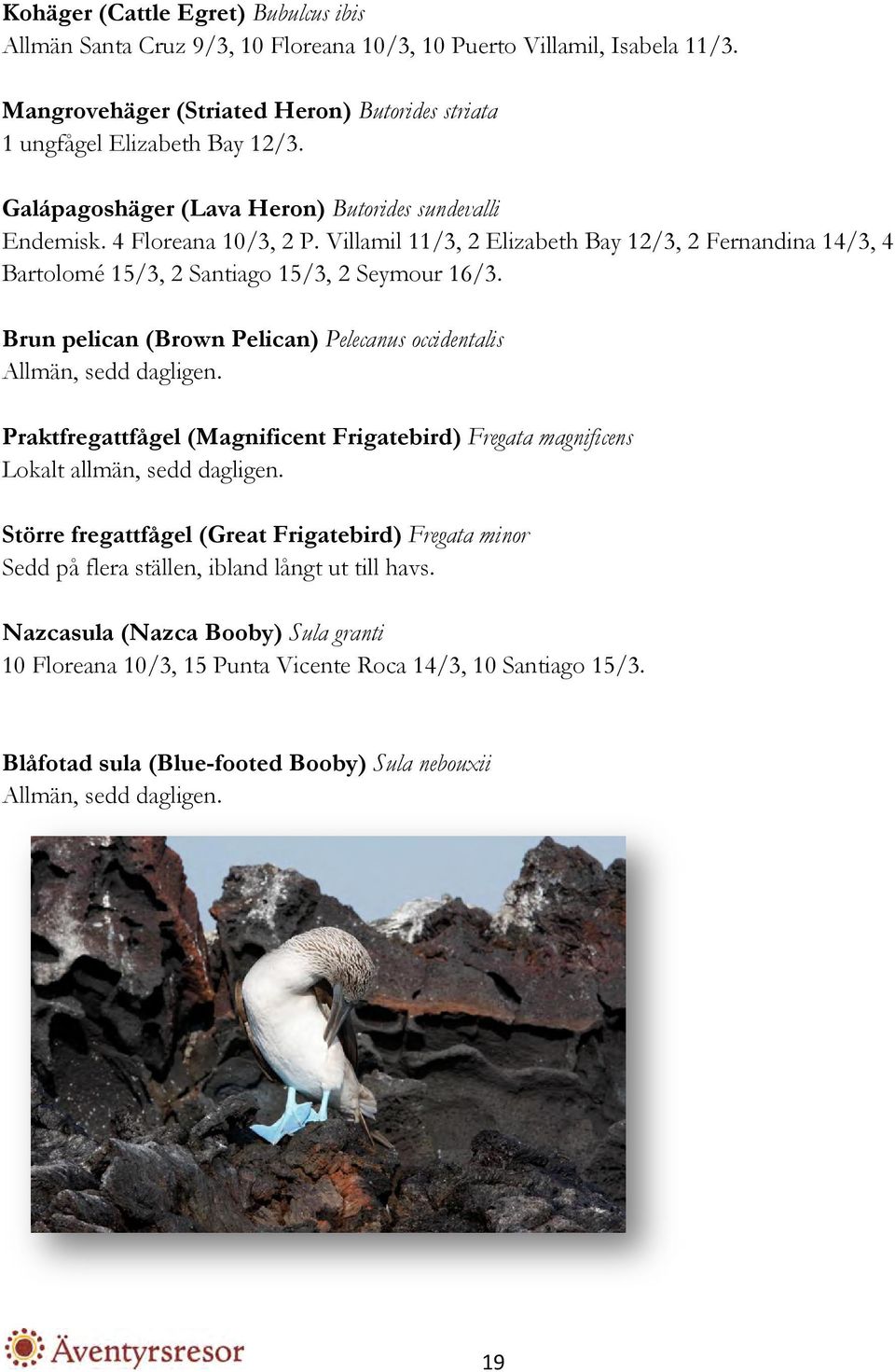 Brun pelican (Brown Pelican) Pelecanus occidentalis Allmän, sedd dagligen. Praktfregattfågel (Magnificent Frigatebird) Fregata magnificens Lokalt allmän, sedd dagligen.