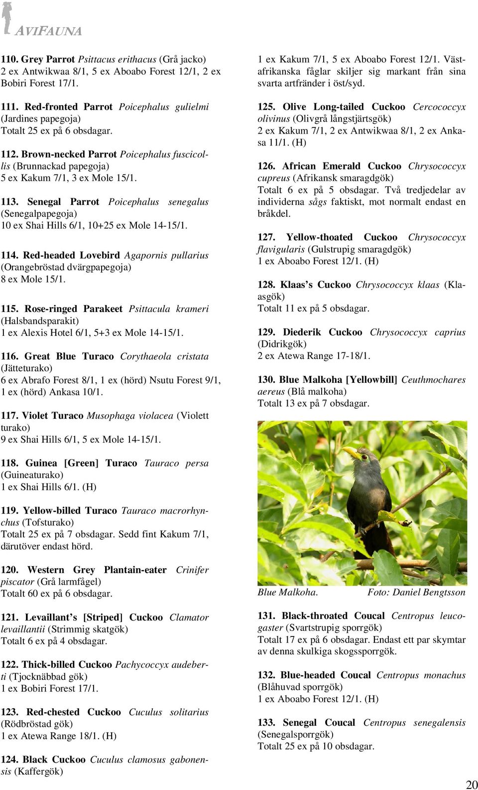 Senegal Parrot Poicephalus senegalus (Senegalpapegoja) 10 ex Shai Hills 6/1, 10+25 ex Mole 14-15/1. 114. Red-headed Lovebird Agapornis pullarius (Orangebröstad dvärgpapegoja) 8 ex Mole 15/1. 115.