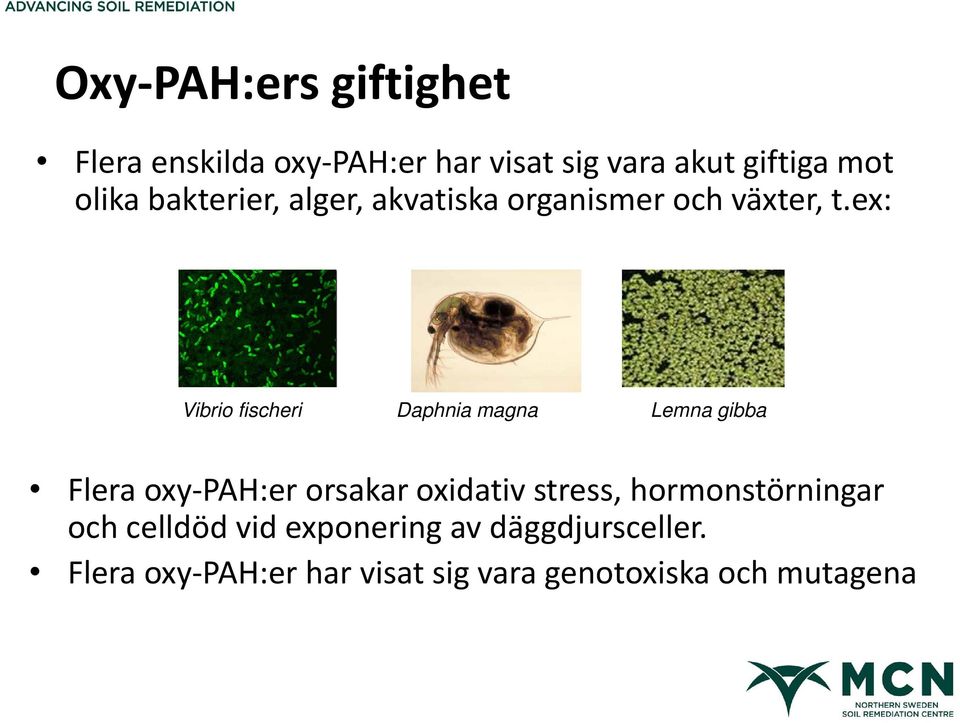 ex: Vibrio fischeri Daphnia magna Lemna gibba Flera oxy PAH:er orsakar oxidativ stress,