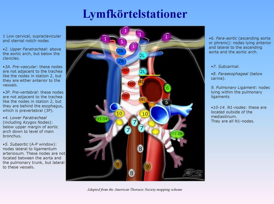 Pre-vertebral: these nodes are not adjacent to the trachea like the nodes in station 2, but they are behind the esophagus, which is prevertebral (3P). 4.