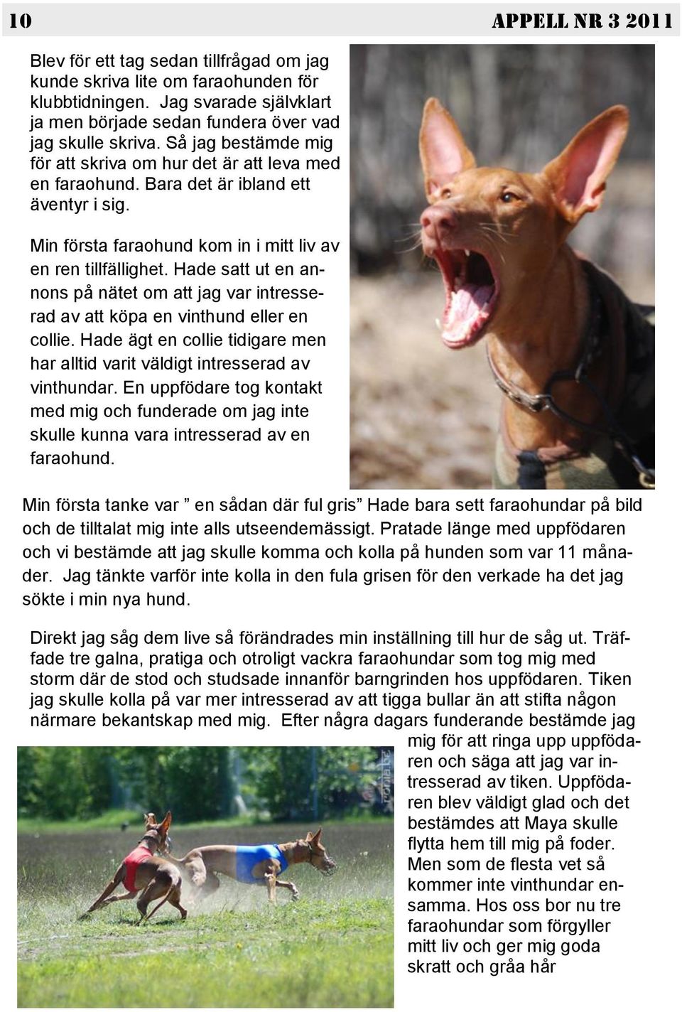 Hade satt ut en annons på nätet om att jag var intresserad av att köpa en vinthund eller en collie. Hade ägt en collie tidigare men har alltid varit väldigt intresserad av vinthundar.