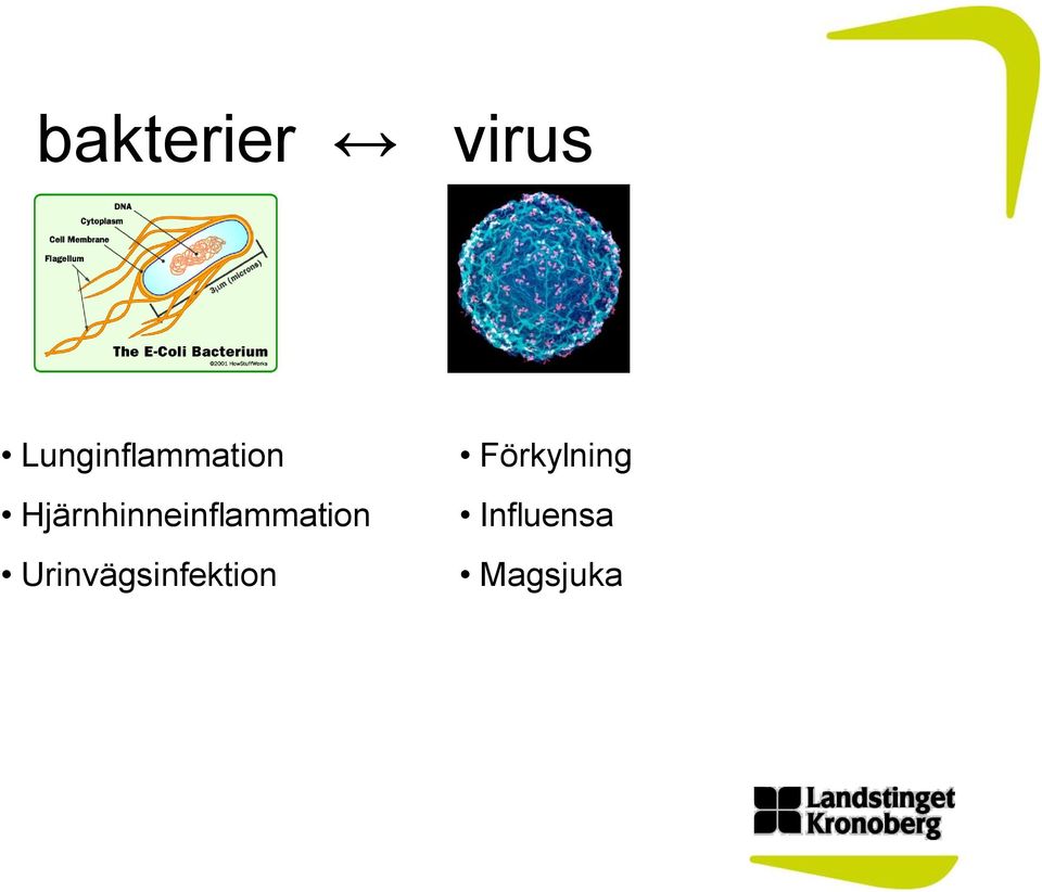 Hjärnhinneinflammation