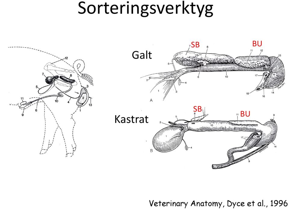 SB BU Veterinary