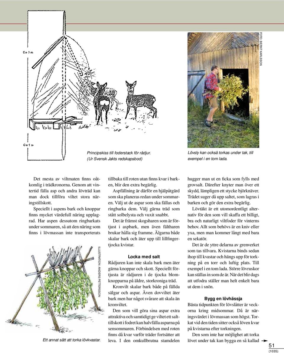 Har aspen dessutom ringbarkats under sommaren, så att den näring som finns i lövmassan inte transporterats ILLUSTRATION: ANDERS PETTERSSON Ett annat sätt att torka lövkvastar.