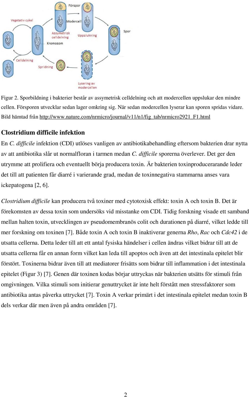 difficile infektion (CDI) utlöses vanligen av antibiotikabehandling eftersom bakterien drar nytta av att antibiotika slår ut normalfloran i tarmen medan C. difficile sporerna överlever.