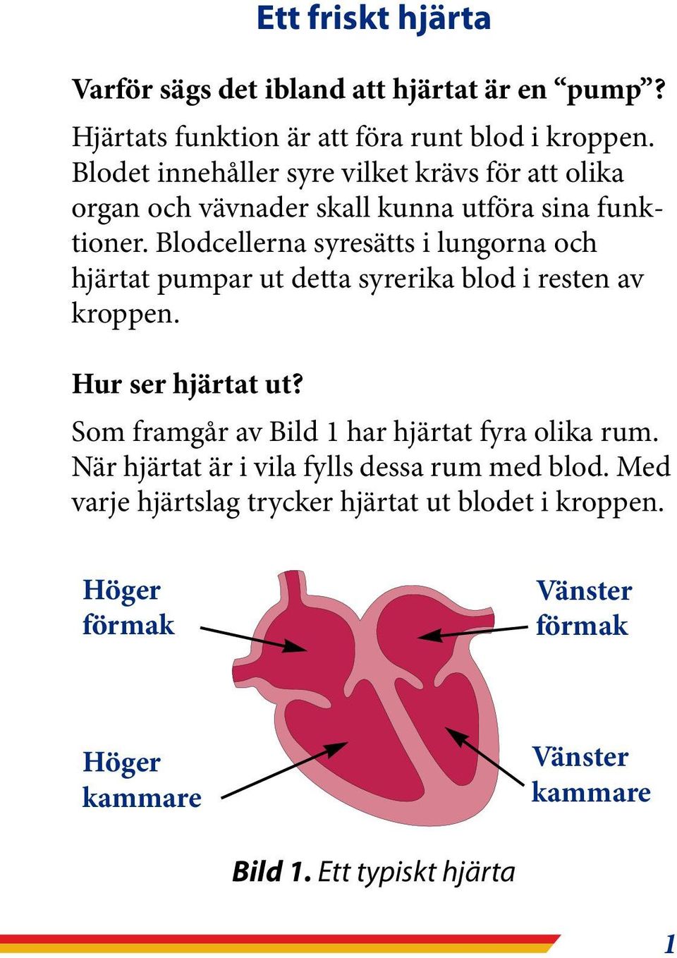 Blodcellerna syresätts i lungorna och hjärtat pumpar ut detta syrerika blod i resten av kroppen. Hur ser hjärtat ut?