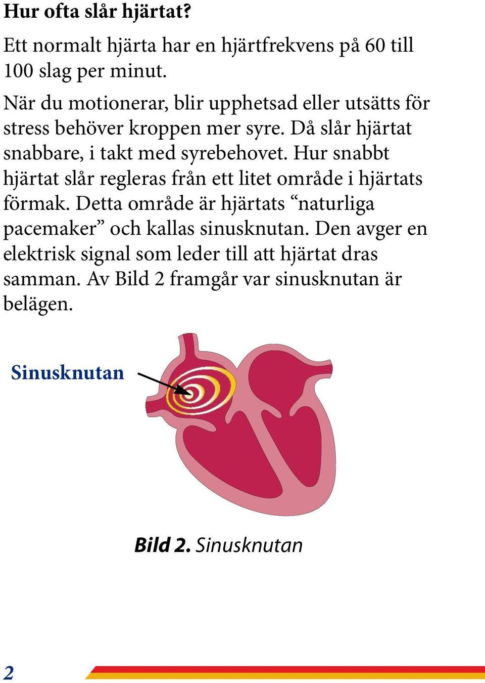 Då slår hjärtat snabbare, i takt med syrebehovet. Hur snabbt hjärtat slår regleras från ett litet område i hjärtats förmak.