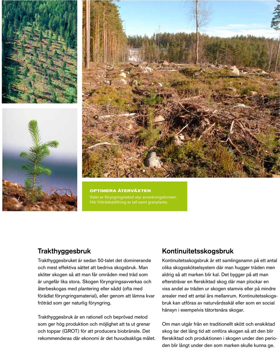 Skogen föryngringsavverkas och återbeskogas med plantering eller sådd (ofta med förädlat föryngringsmaterial), eller genom att lämna kvar fröträd som ger naturlig föryngring.