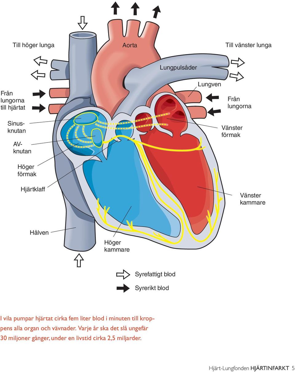 blod Syrerikt blod I vila pumpar hjärtat cirka fem liter blod i minuten till kroppens alla organ och vävnader.