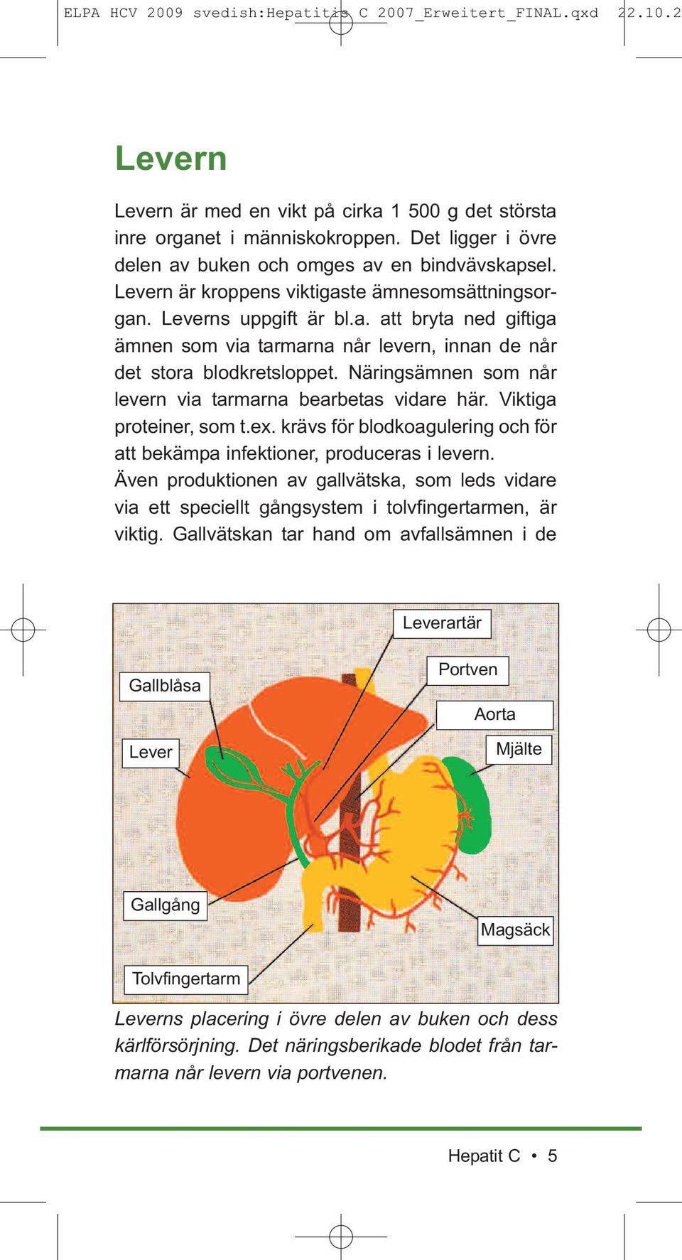 Näringsämnen som når levern via tarmarna bearbetas vidare här. Viktiga proteiner, som t.ex. krävs för blodkoagulering och för att bekämpa infektioner, produceras i levern.