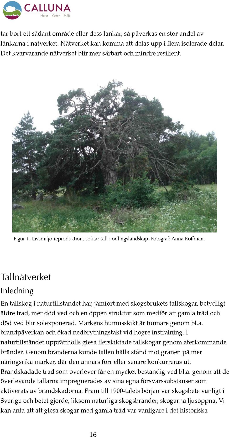 Tallnätverket Inledning En tallskog i naturtillståndet har, jämfört med skogsbrukets tallskogar, betydligt äldre träd, mer död ved och en öppen struktur som medför att gamla träd och död ved blir