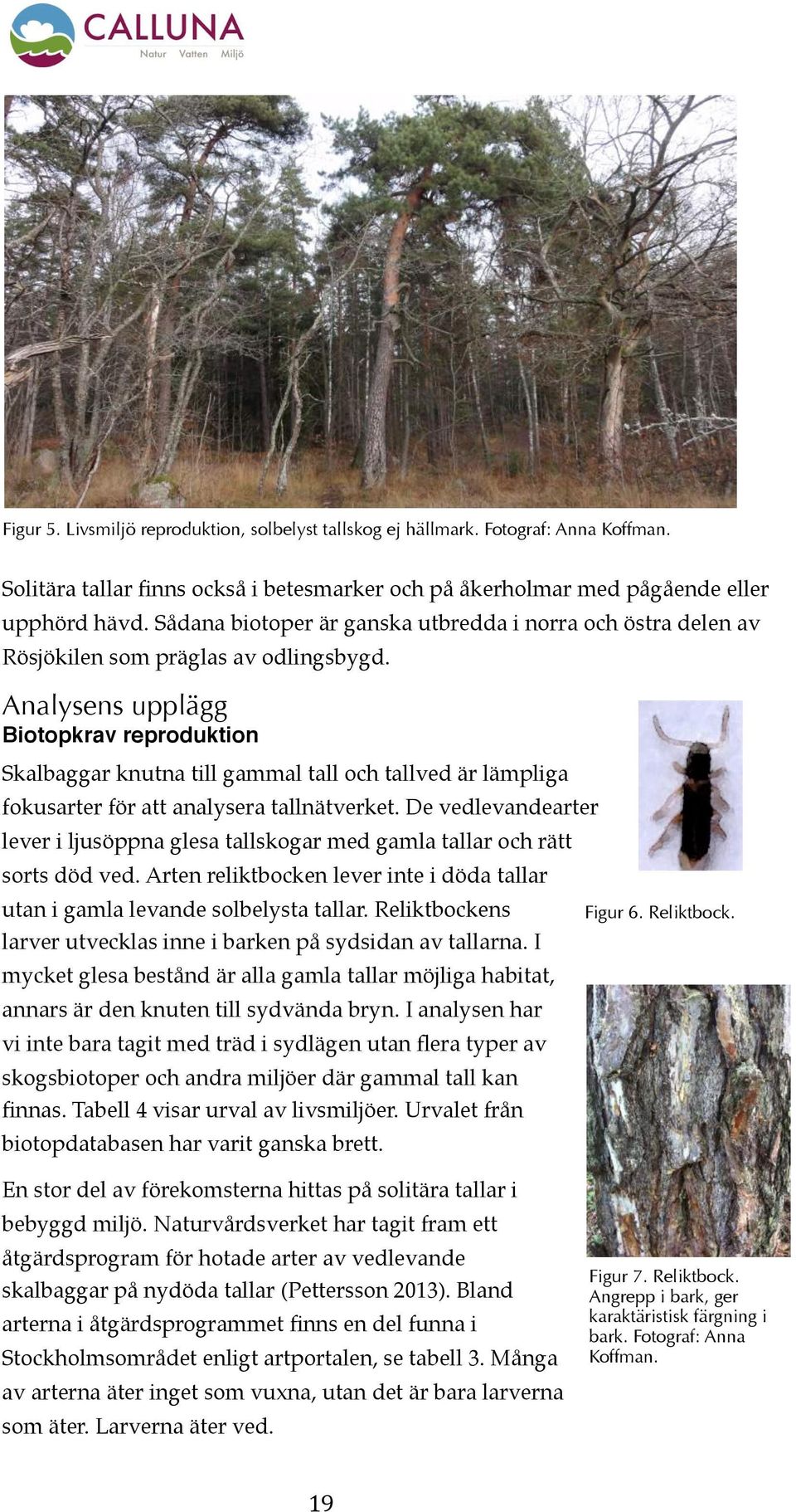 Analysens upplägg Biotopkrav reproduktion Skalbaggar knutna till gammal tall och tallved är lämpliga fokusarter för att analysera tallnätverket.