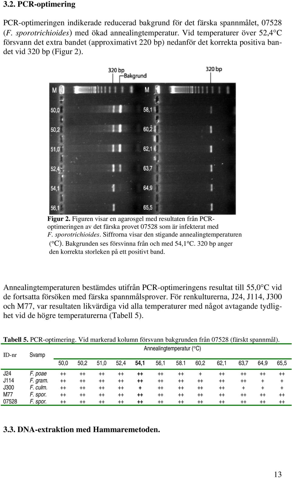 Figuren visar en agarosgel med resultaten från PCRoptimeringen av det färska provet 07528 som är infekterat med F. sporotrichioides. Siffrorna visar den stigande annealingtemperaturen ( C).