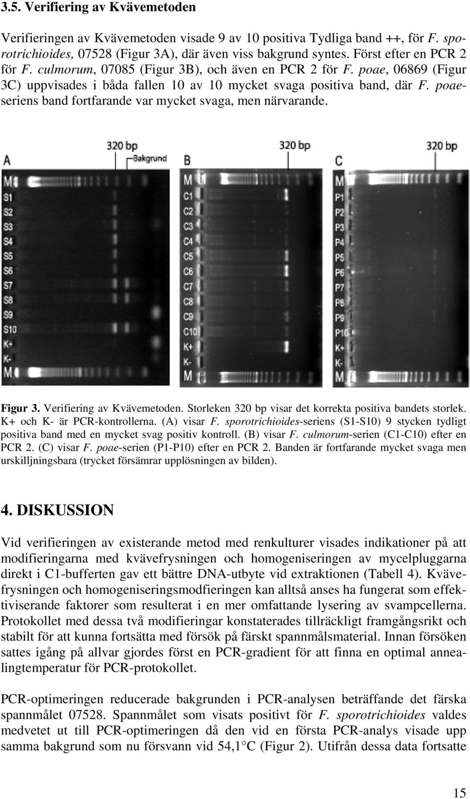 poaeseriens band fortfarande var mycket svaga, men närvarande. Figur 3. Verifiering av Kvävemetoden. Storleken 320 bp visar det korrekta positiva bandets storlek. K+ och K- är PCR-kontrollerna.