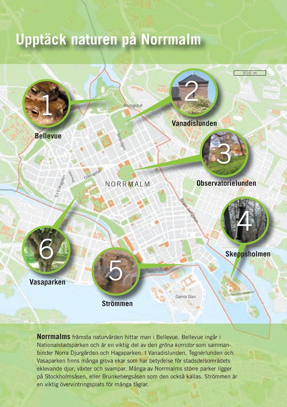 man i Bellevue. Bellevue ingår i Nationalstadsparken och är en viktig del av den gröna korridor som sammanbinder Norra Djurgården och Hagaparken.