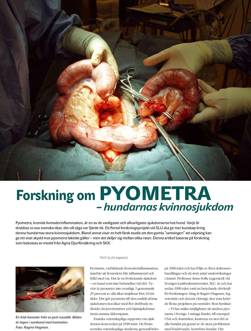 Bland annat visar en helt färsk studie att den gamla sanningen att valpning kan ge ett visst skydd mot pyometra faktiskt gäller men det skiljer sig mellan olika raser.