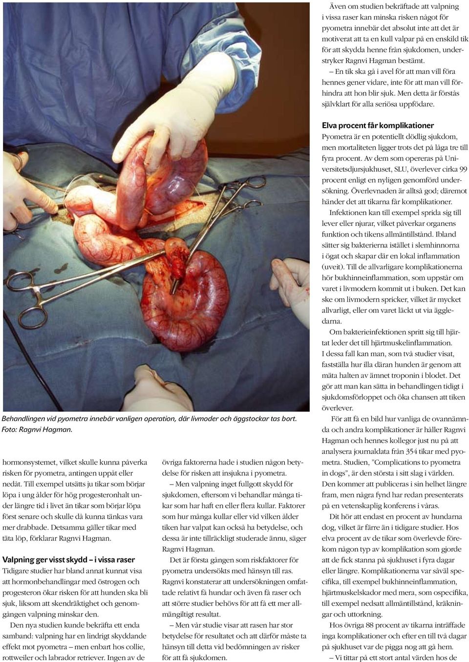 Men detta är förstås självklart för alla seriösa uppfödare. Behandlingen vid pyometra innebär vanligen operation, där livmoder och äggstockar tas bort.