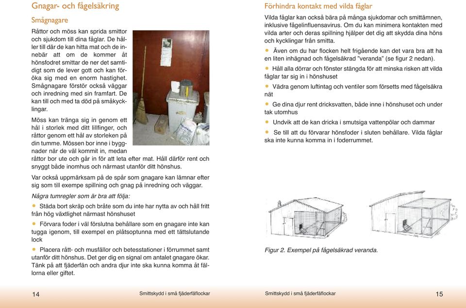 Smågnagare förstör också väggar och inredning med sin framfart. De kan till och med ta död på småkycklingar.