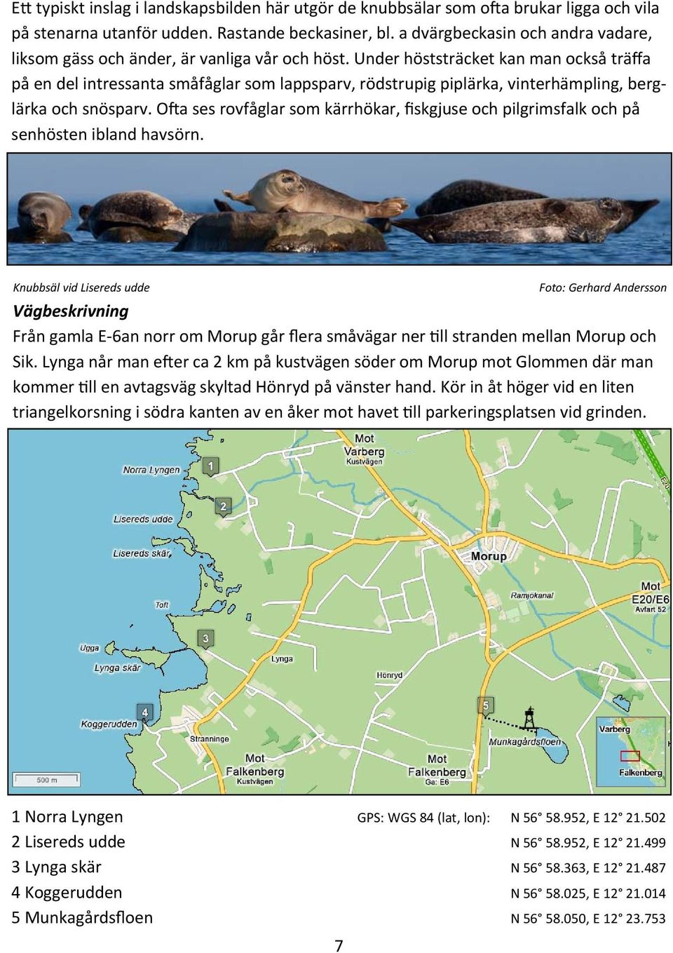 Under höststräcket kan man också träffa på en del intressanta småfåglar som lappsparv, rödstrupig piplärka, vinterhämpling, berglärka och snösparv.