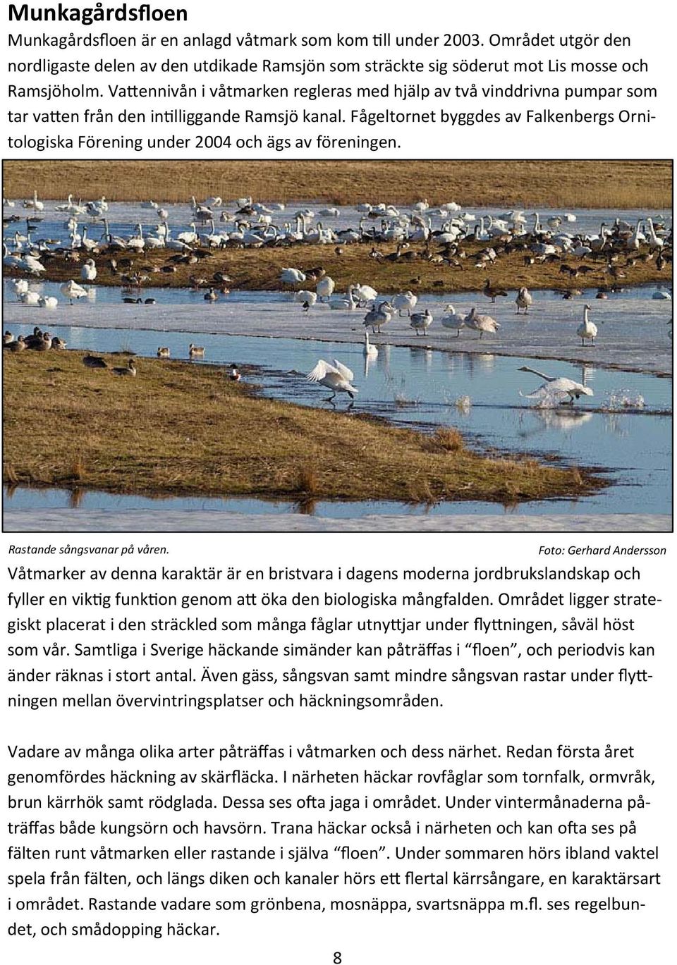 Fågeltornet byggdes av Falkenbergs Ornitologiska Förening under 2004 och ägs av föreningen. Rastande sångsvanar på våren.